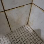 Black Mold at Praxis of the Firelands by Landmark Recovery Shower